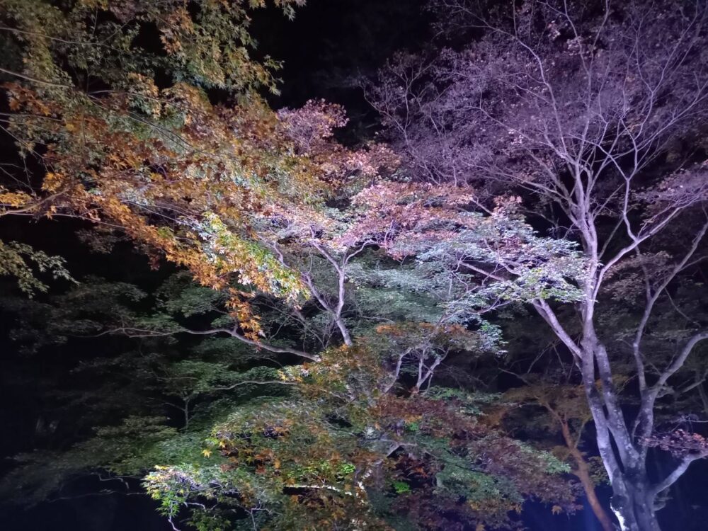 北畠神社　逆さ紅葉